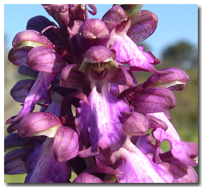 Barlia robertiana (=Himantoglossum robertianum) / Barlia